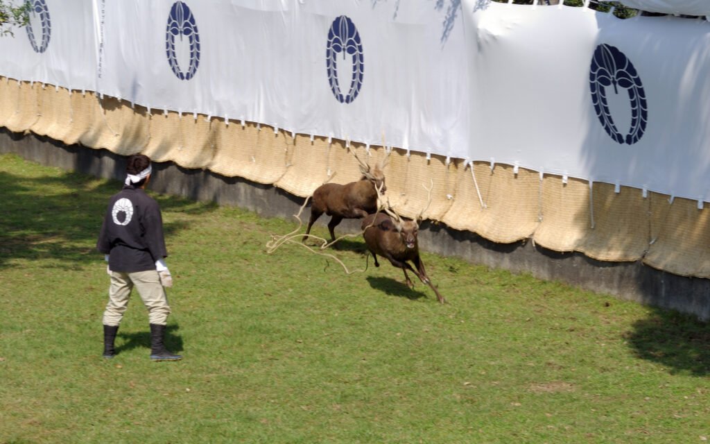 🦌 나라 공원 (奈良公園) 이미지 11